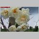 narcisses 2 27 03.jpg